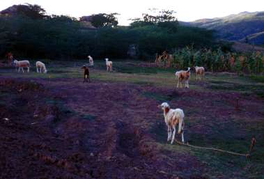 Tethered goats